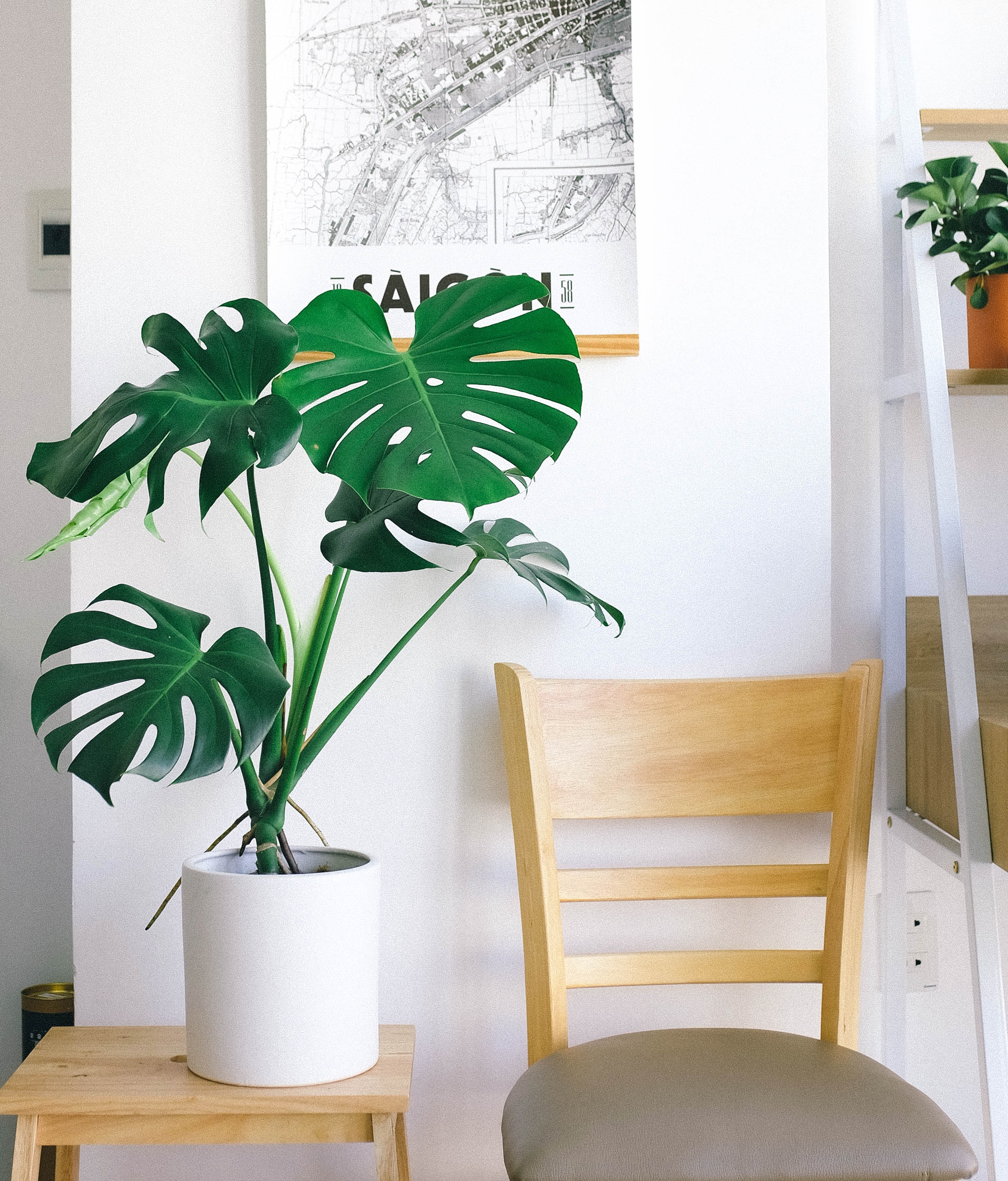 How to illuminate Monstera plant? A perfect LED grow lightning for Monstera plants.