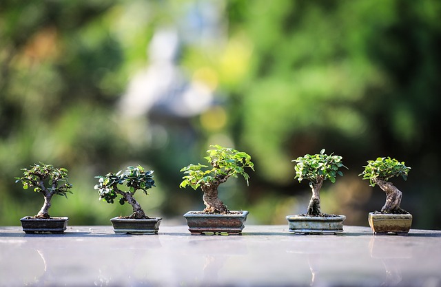 Wymagania świetlne roślin bonsai – jak długo należy je doświetlać?