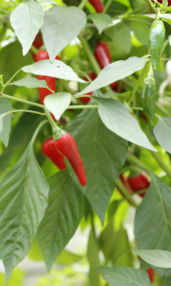 Wymagania świetlne poszczególnych odmian papryczek chili