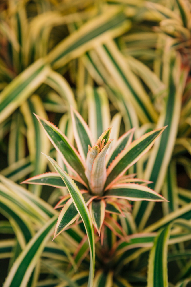 Dracena – wymagania świetlne i jak zapewnić jej odpowiednie warunki do wzrostu