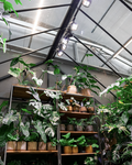LED GROW BULB | BLACK | lens 80 ° | 35W